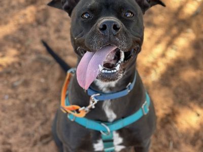 Hello my name is Smiles