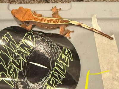 3 Baby Crested Geckos