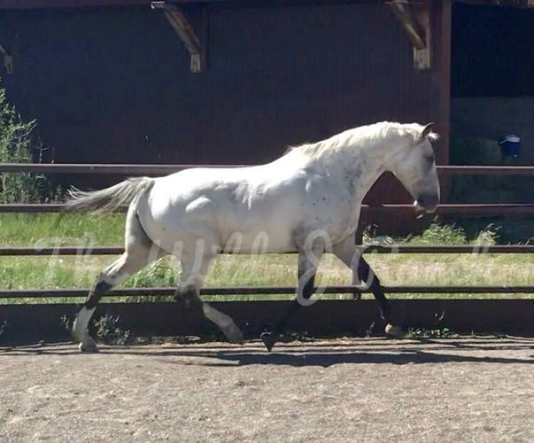 Bucksin Fewspot Knabstrupper Mare