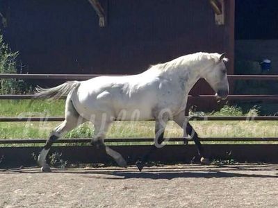Bucksin Fewspot Knabstrupper Mare