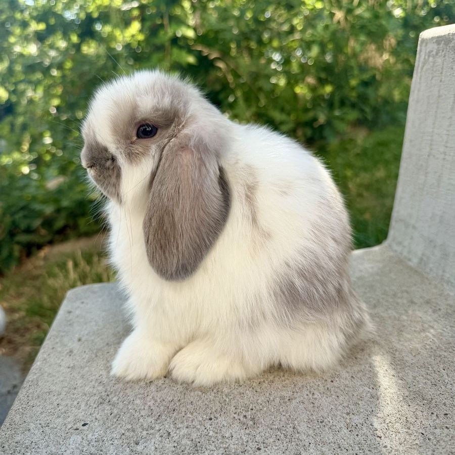 Holland Lop Buck