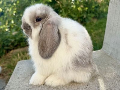 Holland Lop Buck