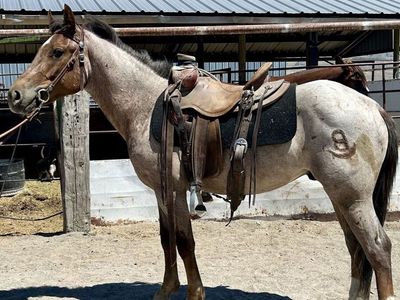 1/4 Draft Gelding