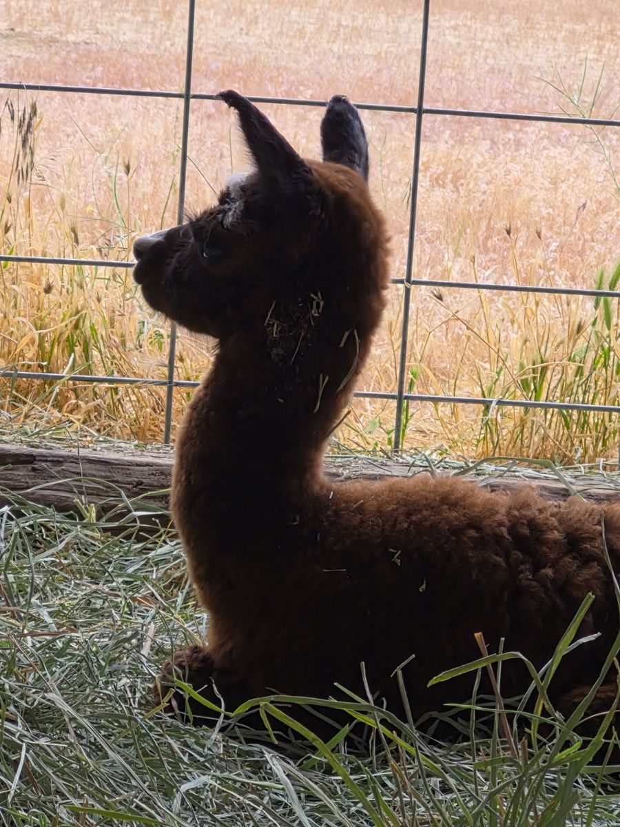 Reserve your 2026 baby alpacas today!!