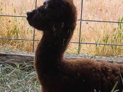 Reserve your 2026 baby alpacas today!!