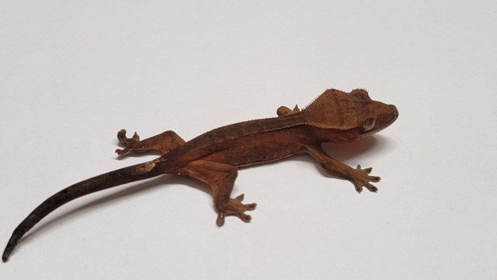 Crested Gecko juvenile