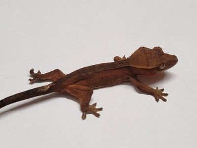 Crested Gecko juvenile