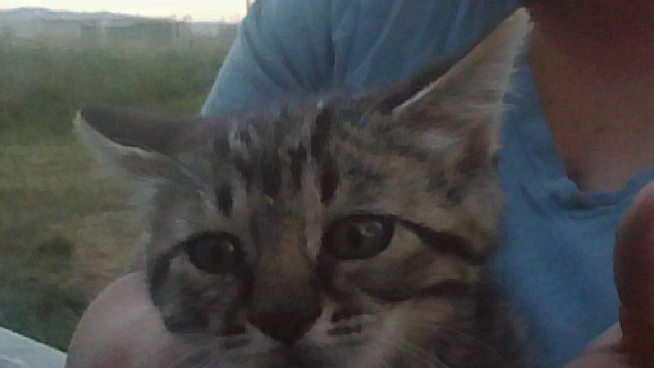 Adorable Kittens