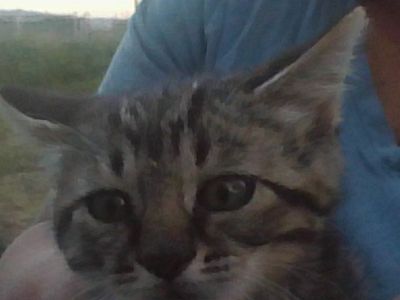 Adorable Kittens