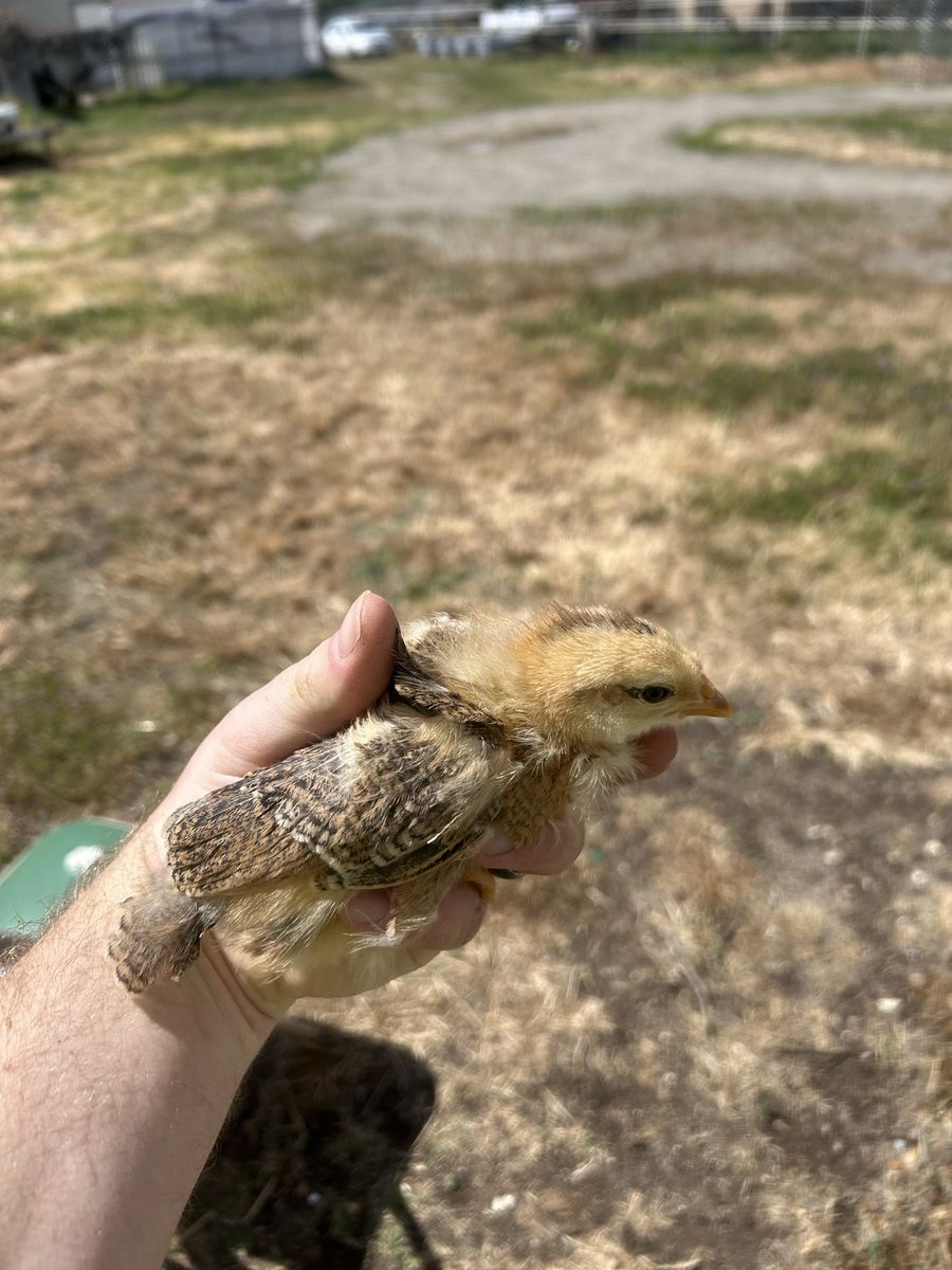 2 week old Olive Egger Chicks
