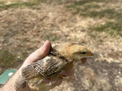 2 week old Olive Egger Chicks