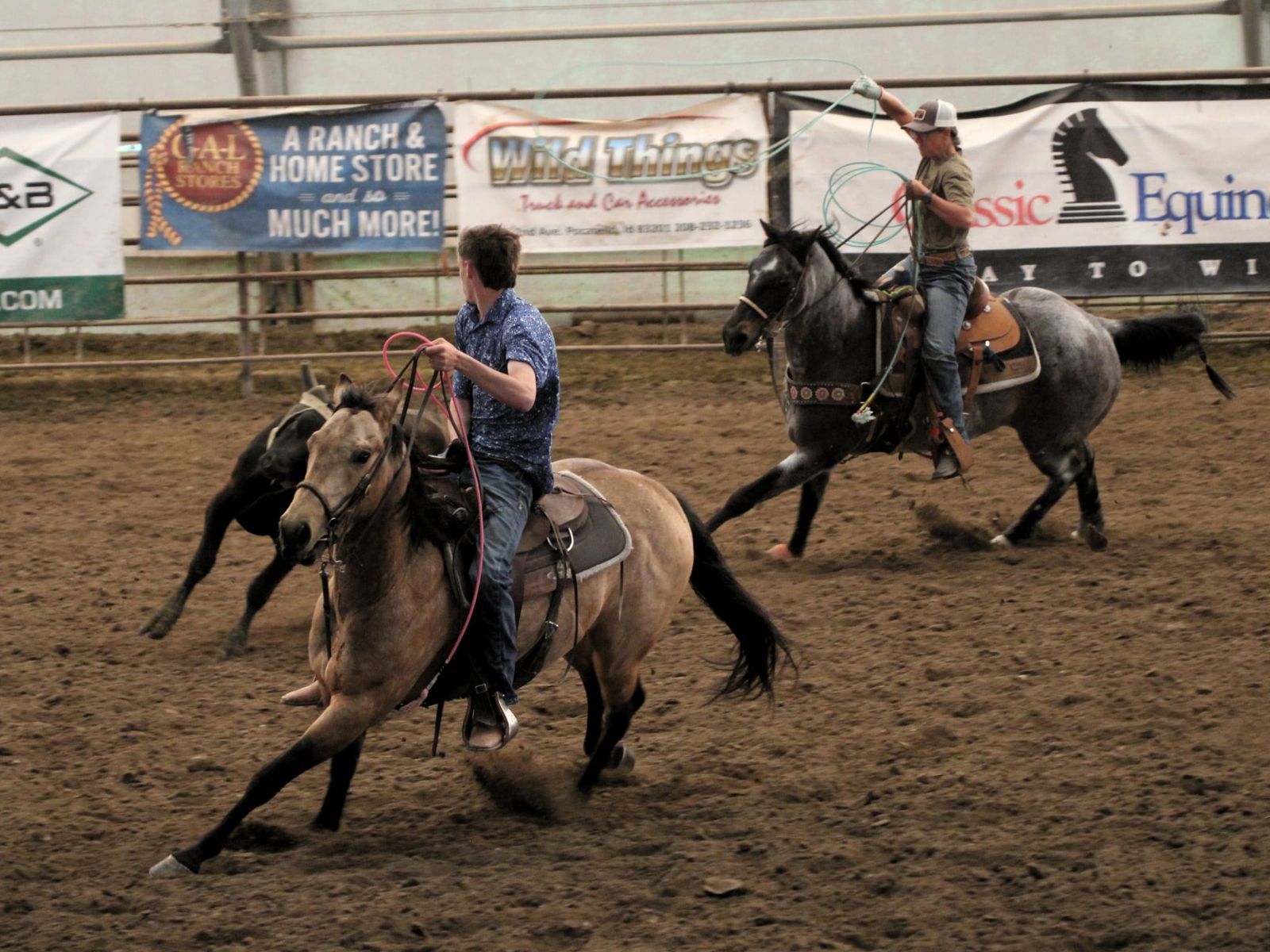 3yr Aqha Buckskin (Goose)