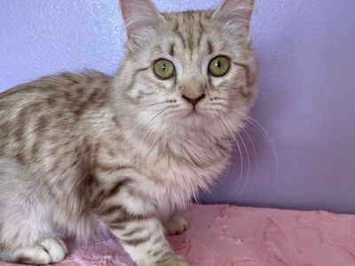 2 ND English Muffin teen kittens! • ( Ragdoll x Munchkin x Bengal x British Shorthair )