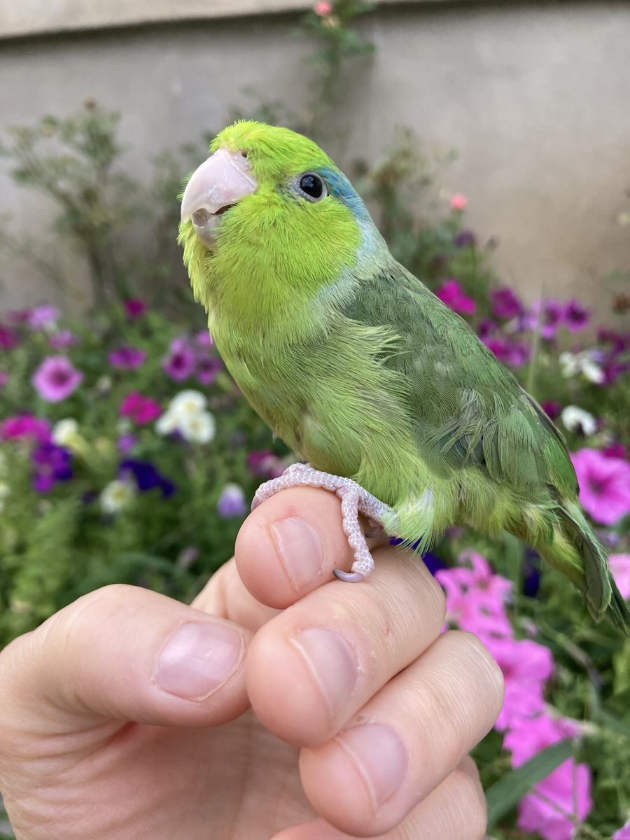 Hand Fed Juvenile Male Parrotlet
