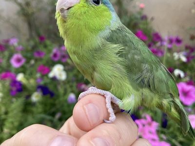Hand Fed Juvenile Male Parrotlet