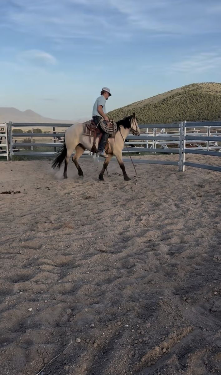3-Year-Old Buckskin Gelding