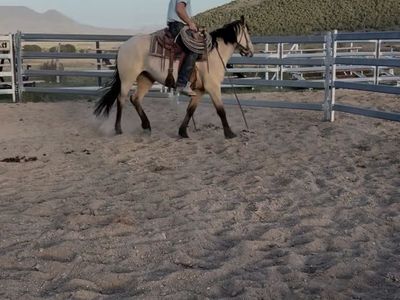 3-Year-Old Buckskin Gelding