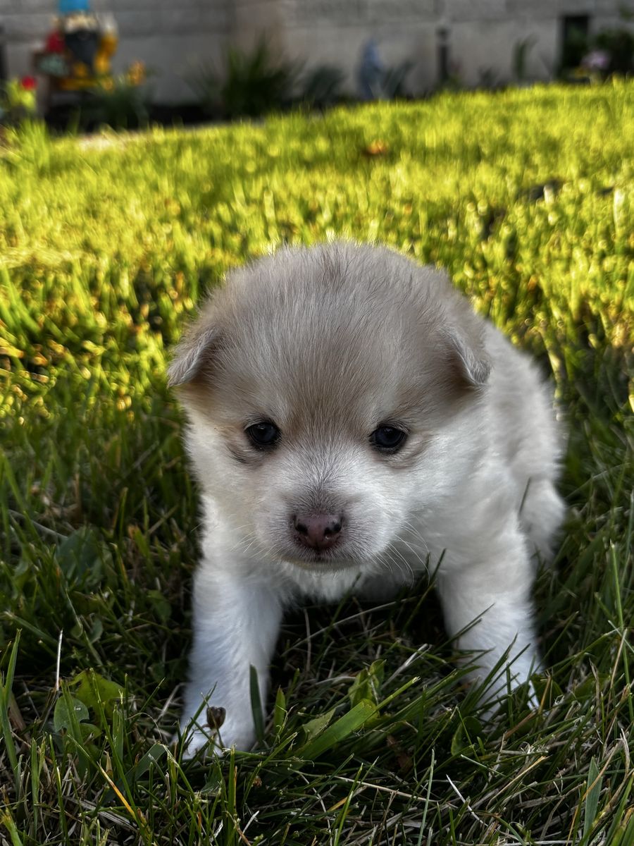 Pomsky Puppies