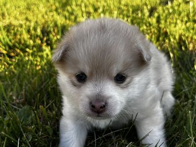 Pomsky Puppies