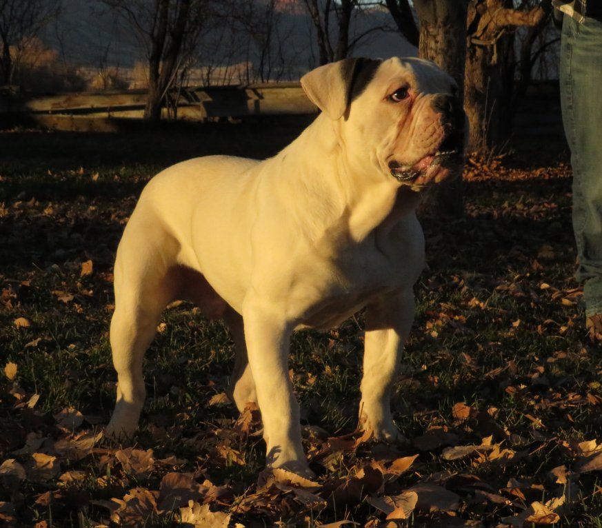 Olde English Bulldogge
