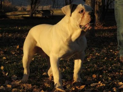 Olde English Bulldogge