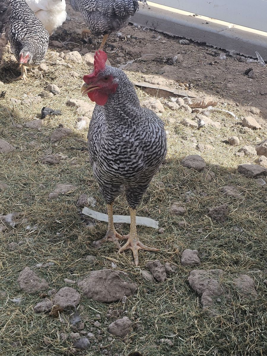 Chickens