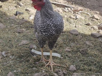 Chickens