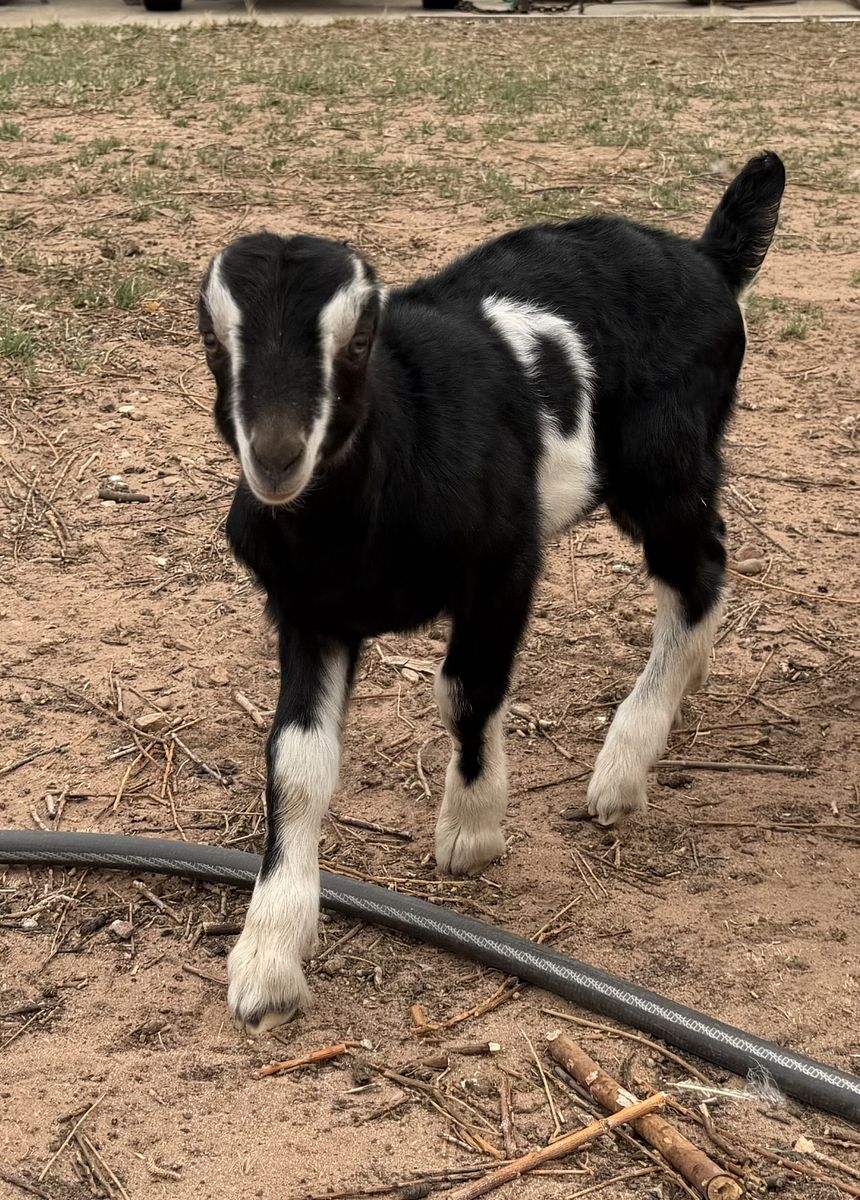Lamancha Goat Bucklings