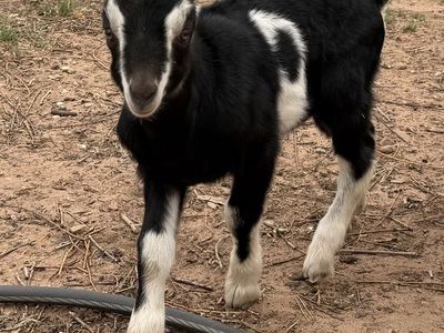 Lamancha Goat Bucklings