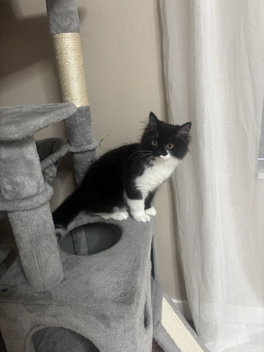 Siberian kitten