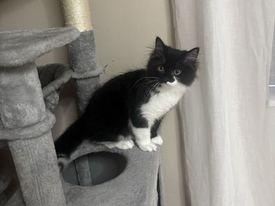 Siberian kitten