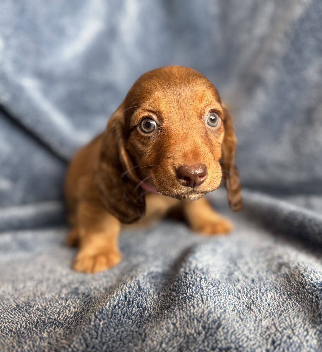 Dachshund puppies