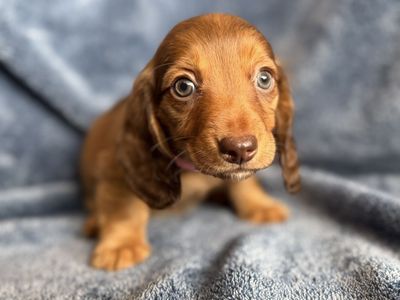 Dachshund puppies