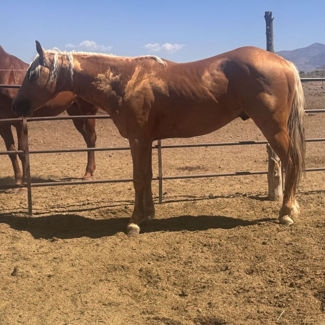 2 year old grade gelding