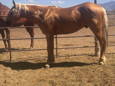 2 year old grade gelding