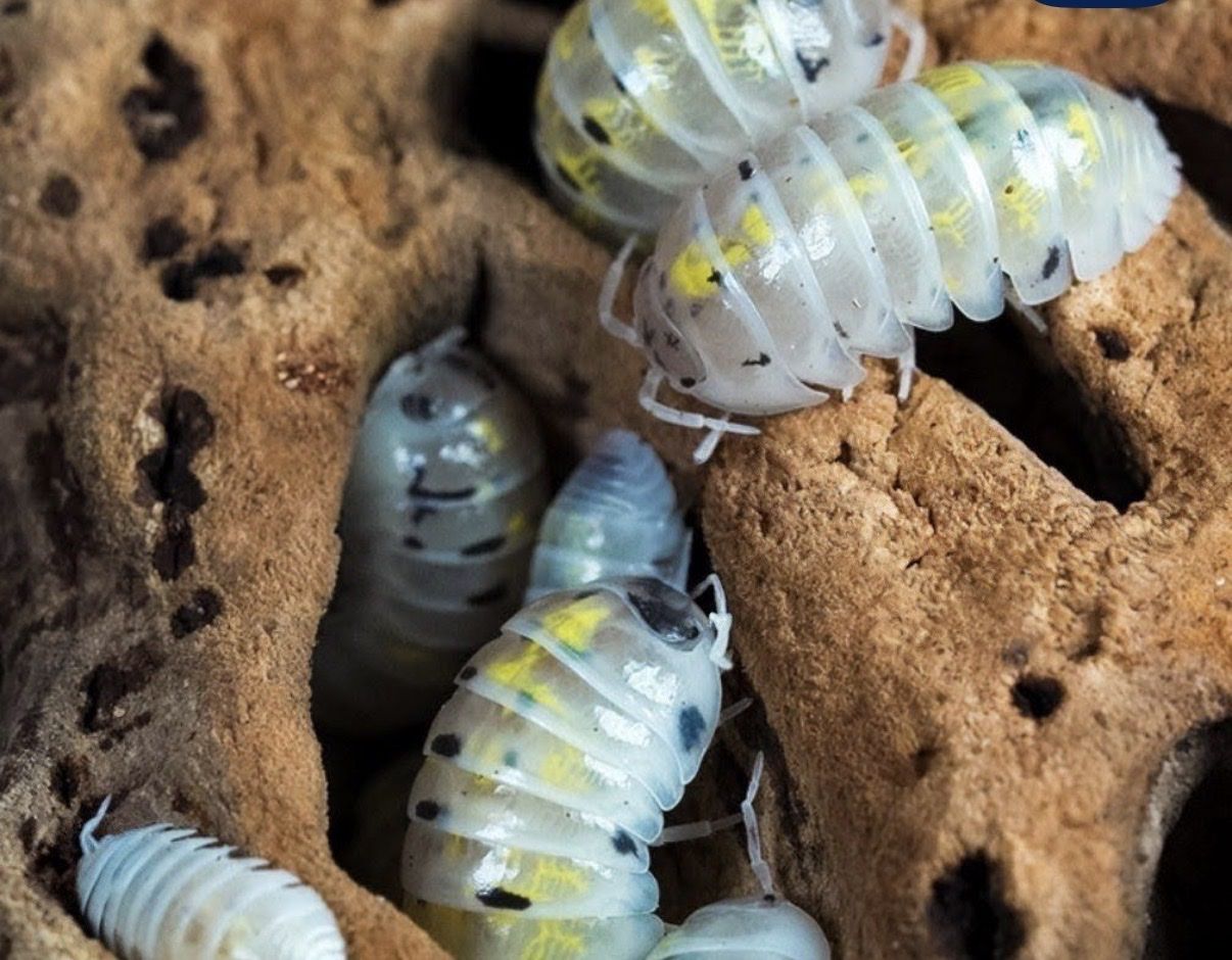 Japanese Magic Potion Isopods