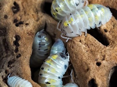 Japanese Magic Potion Isopods