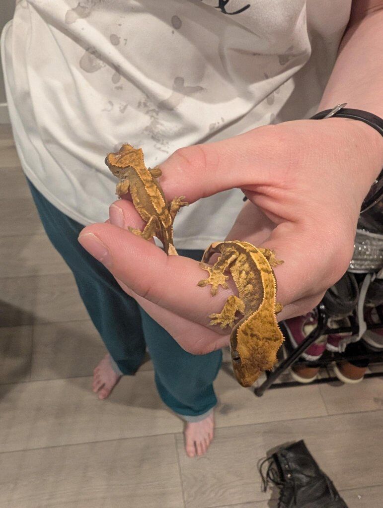 Baby Crested Geckos PRICE DROP