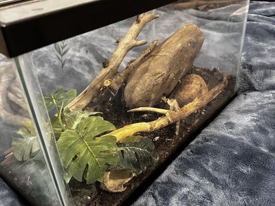 5 gallon Glass Terrarium Enclosure with hinged Top, Rocks, & Branches