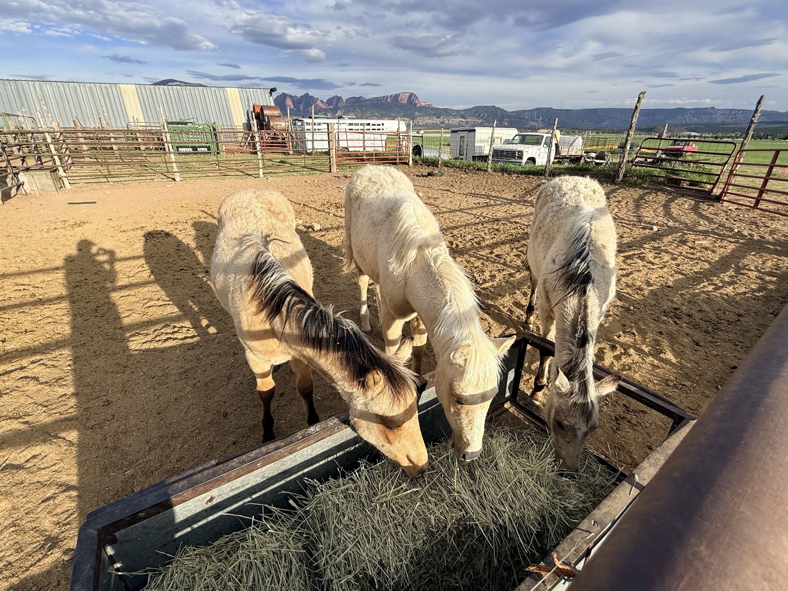 AQHA yearling colts