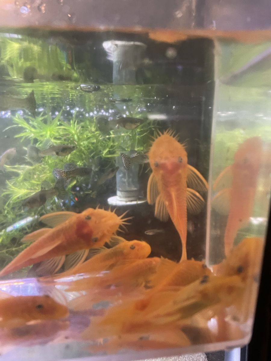 Lemon Blue Eye Pleco’s