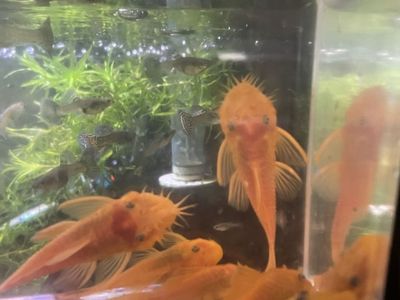 Lemon Blue Eye Pleco’s