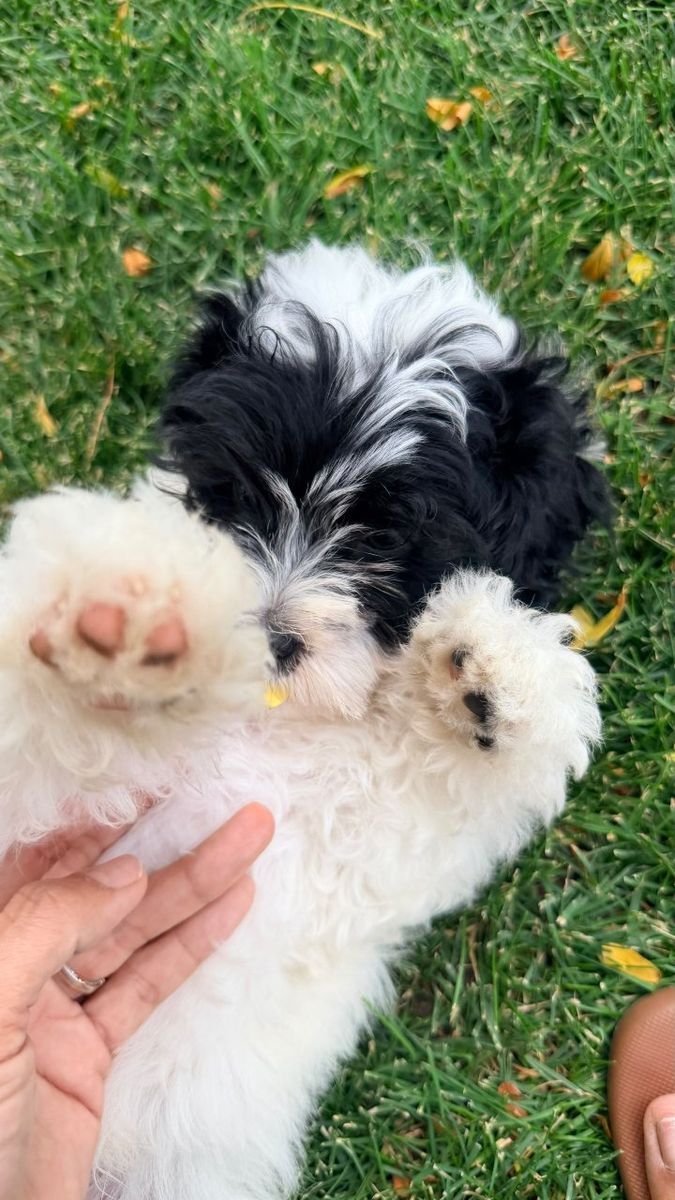 Maltipoo For Sale- Batman, Mans Best Friend