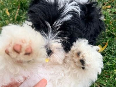 Maltipoo For Sale- Batman, Mans Best Friend