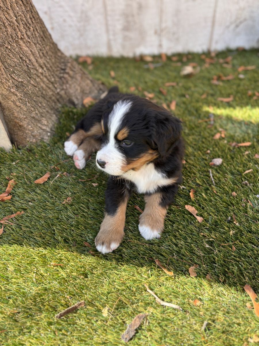 AKC Bernese Mountain Dog Puppies – Healthy, Family Raised, Ready Now