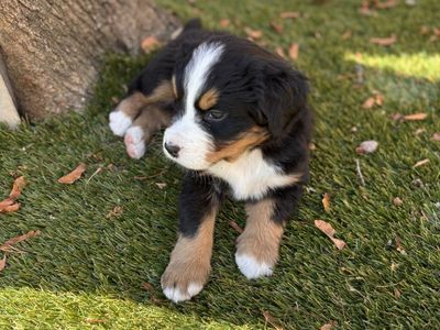 AKC Bernese Mountain Dog Puppies – Healthy, Family Raised, Ready Now