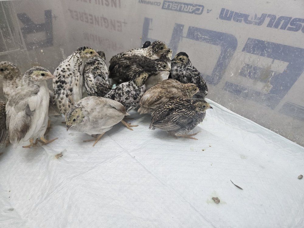 button quail