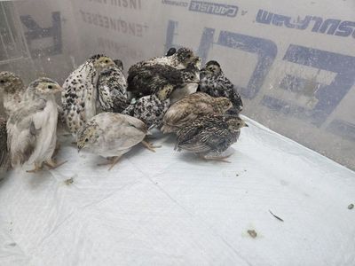button quail