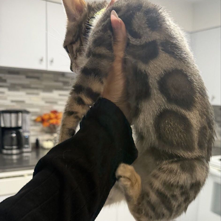 Beautiful male Bengal kitten