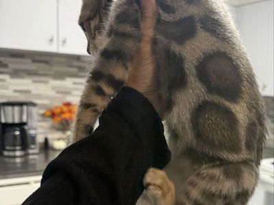 Beautiful male Bengal kitten